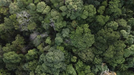 descending down aerial shot of tropical lush dense rain forest canopy