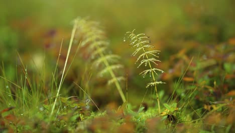 brightly colored autumn undergrowth in norwegian tundra