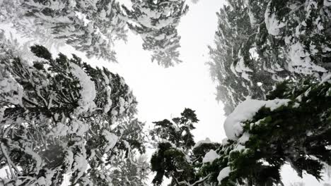 camera spins upward, capturing snowflakes falling through a densely wooded forest