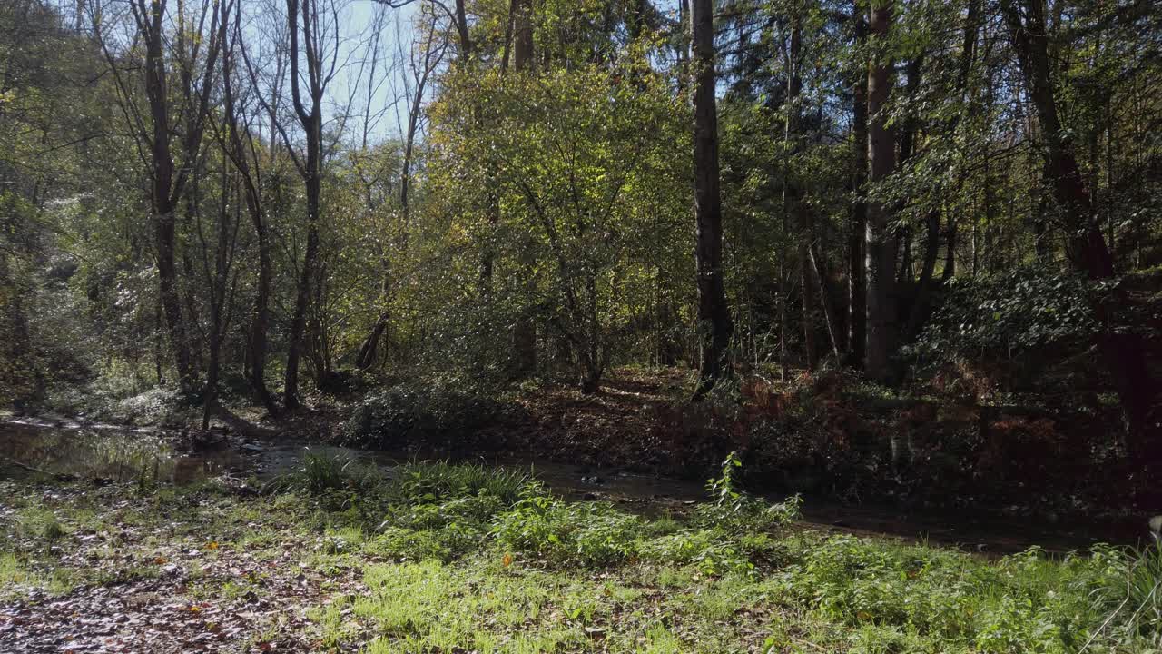 Sunlight filters through the trees illuminating a peaceful creek flowing through a mediterranean forest in autumn, creating a serene natural landscape