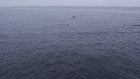 Una-Captura-Pacífica-De-Delfines-Emergiendo-En-El-Vasto-Océano-Abierto,-Resaltando-La-Serenidad-Y-La-Extensión-Del-Entorno-Marino.