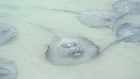 A-group-of-stingray-waiting-for-food