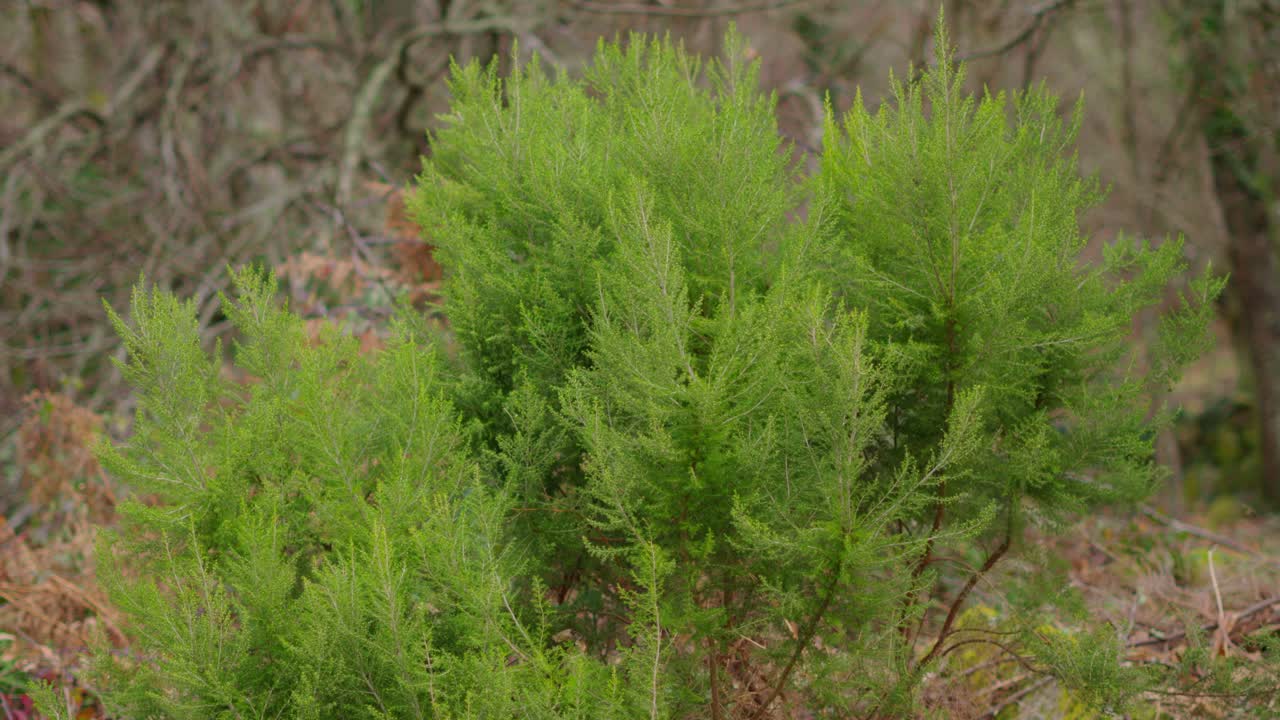 Grøn, lys taks voksende mellem tørre blade og grøn vegetation.