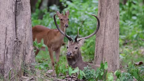 Der-Eldhirsch-Ist-Aufgrund-Von-Lebensraumverlust-Und-Jagd-Eine-Vom-Aussterben-Bedrohte-Art