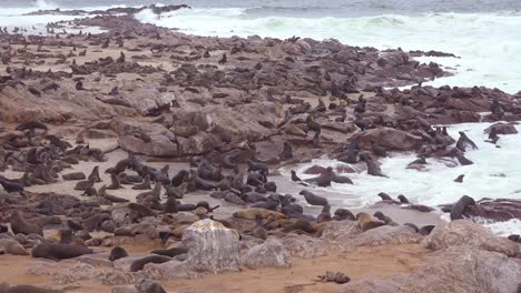 Miles-De-Focas-Y-Crías-Se-Reúnen-En-Una-Playa-Atlántica-En-La-Reserva-De-Focas-De-Cape-Cross,-Namibia-10