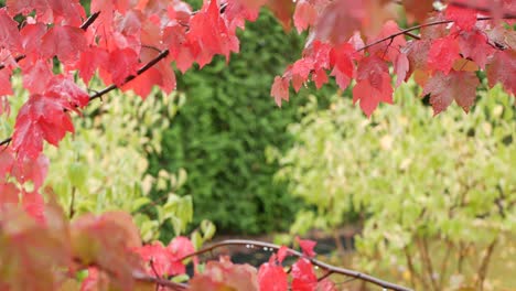 rain drops, red autumn maple tree leaves. water droplet, wet fall leaf in forest