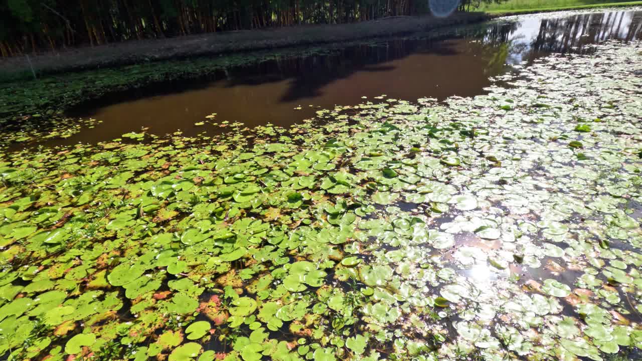 조용 한 연못 표면 에 떠다니는 로터스 잎