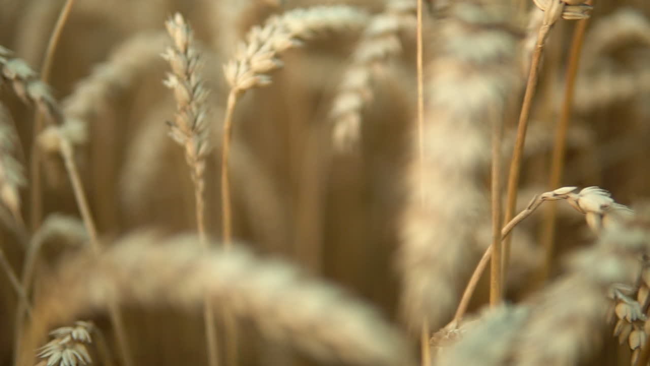 Shallow focus. Barley fields in macro. Agricultural, Farming and food concepts