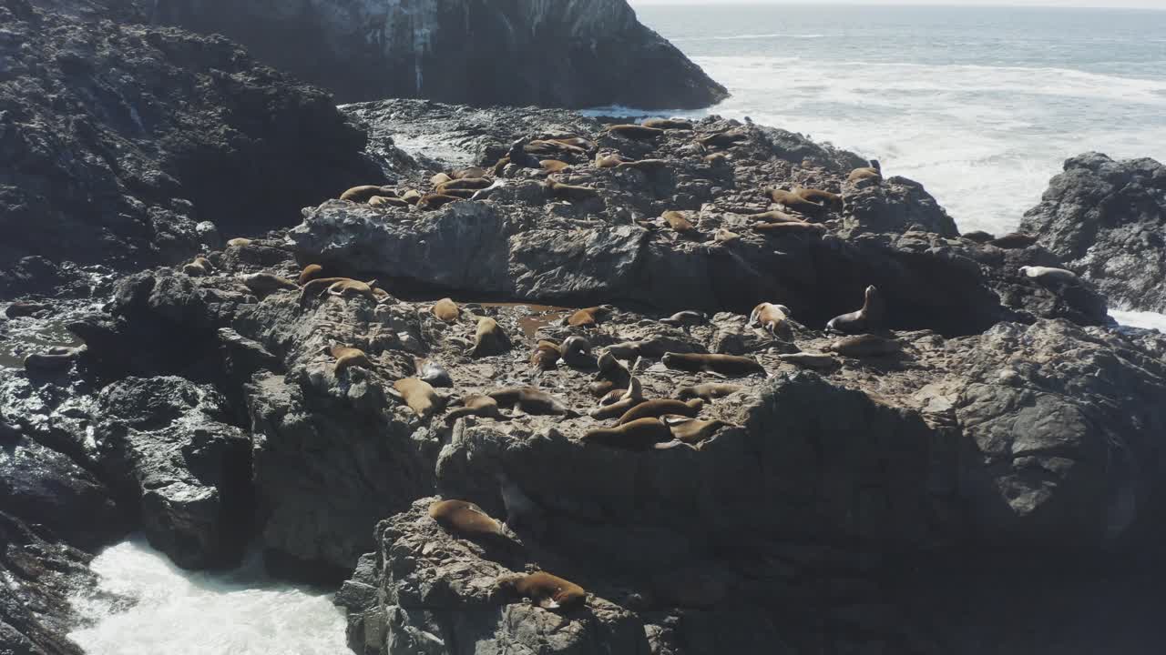 Burácející vlny obklopují tuleně na mořských skalách v Tichém oceánu, Oregon.