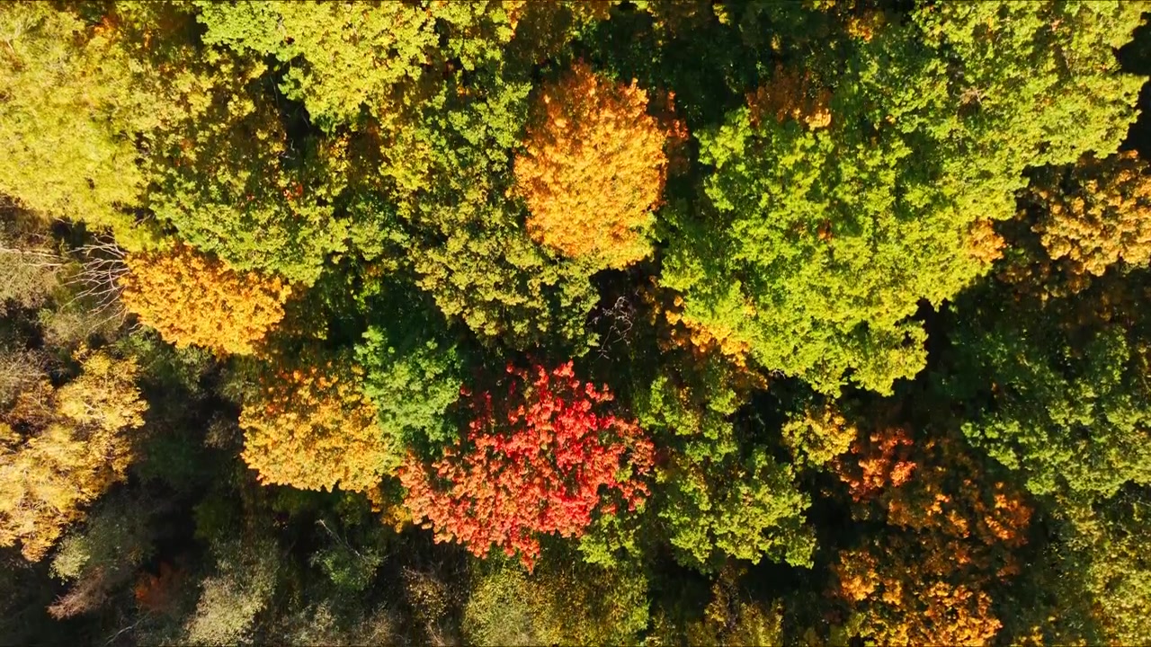 Farbenprächtige Oktober-Waldkronen in Südkurland, Lettland – eine Luftreise.