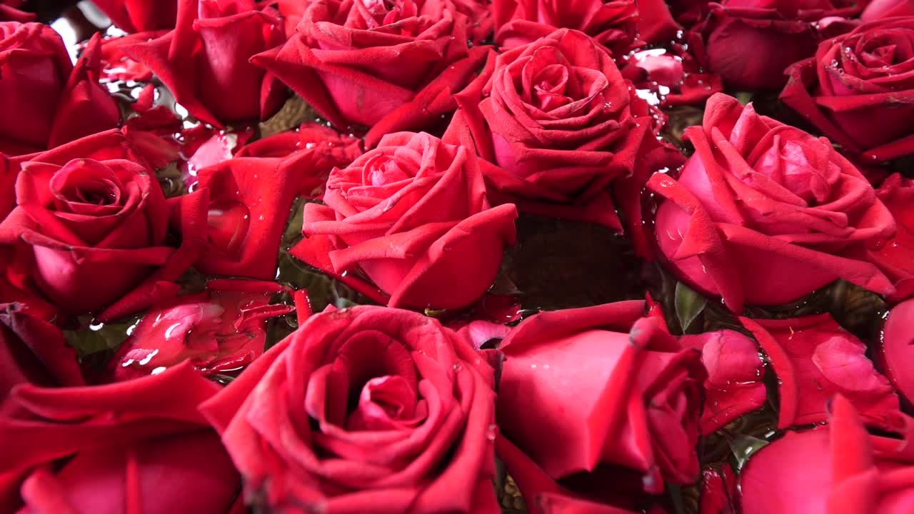 Bunch of Beautiful Fresh Blooming Red Roses, Close Up