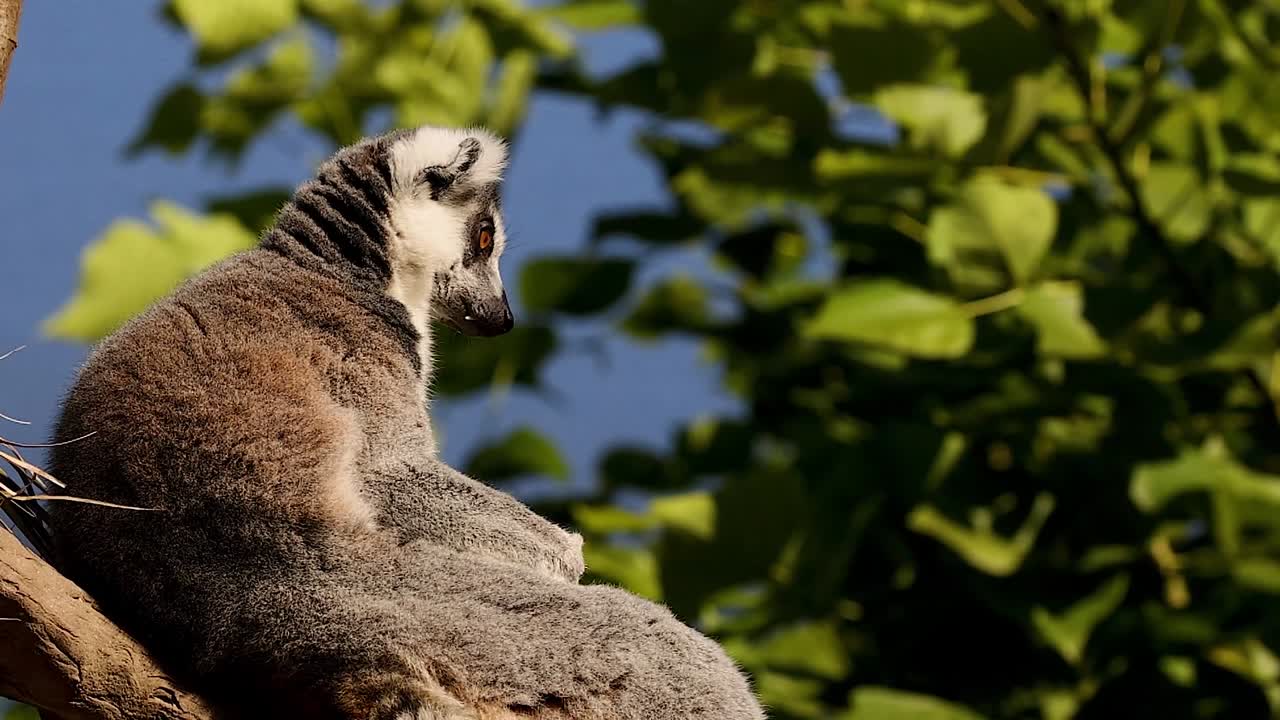 Um lêmure-de-cauda-anelada repousa em um galho, olhando ao redor com olhos brilhantes sob a luz do sol.