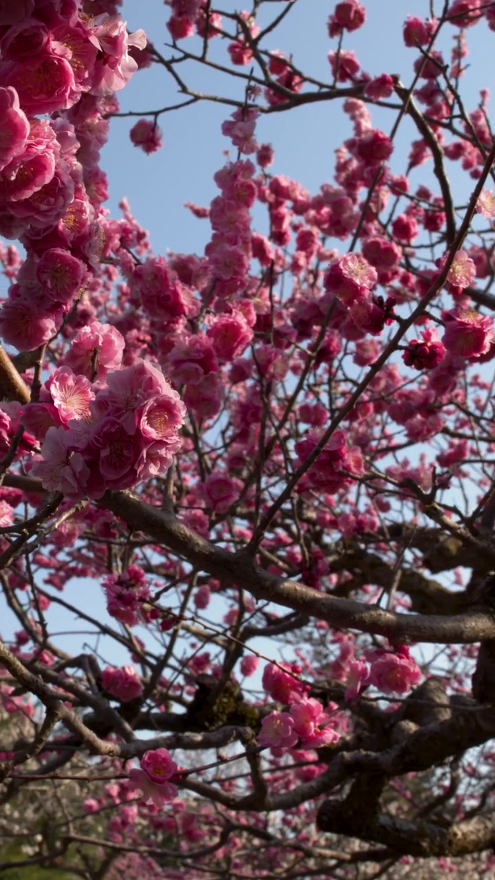 Fiori di pruno rosa vivace in fiore contro un cielo azzurro limpido