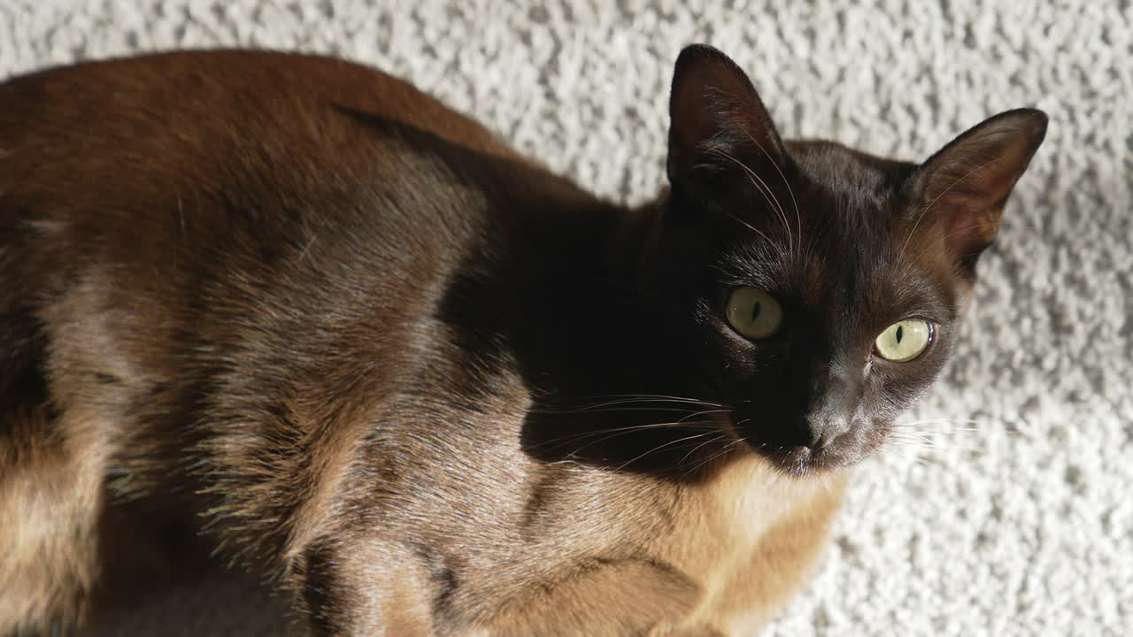Adorabile gatto marrone in casa. Gatto sdraiato sul tappeto in casa.