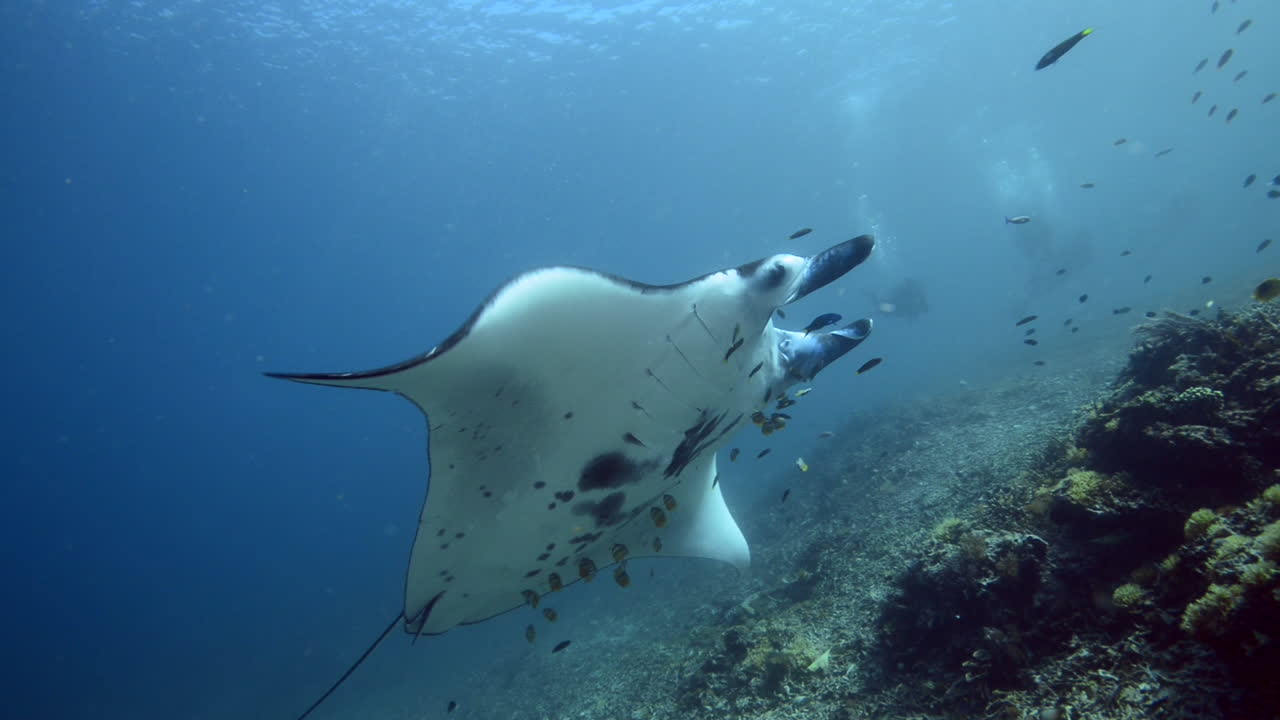 발리의 암초 근처에서 헤엄치는 쥐가오리