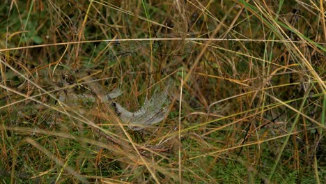 telaraña atrapada cubierta de rocío matutino, colocada en un prado entre tallos, día brumoso en un prado de otoño, tiro medio moviéndose lentamente en un viento tranquilo