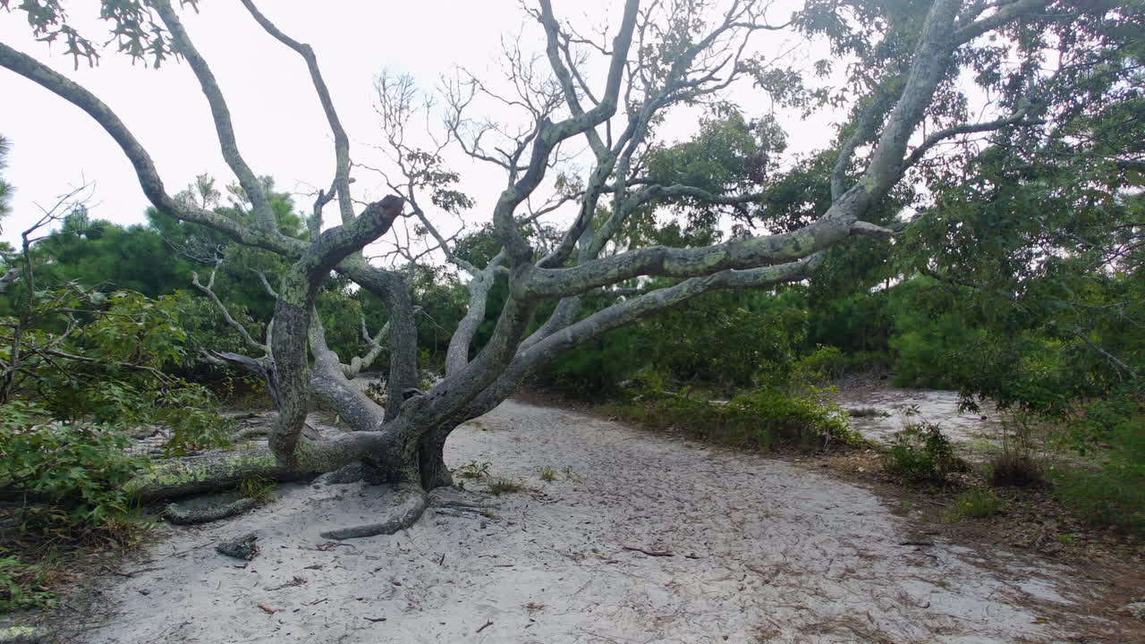 Moving shot passes under the limbs of a gnarly tree on an Assateague Island nature trail