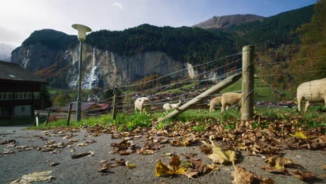 Grupo-De-Corderos-Pastando-En-El-Campo-De-Staubbach-Falls-Dentro-Del-Valle-En-Lauterbrunnen-En-4k