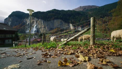 Gruppe-Von-Lämmern,-Die-Auf-Dem-Staubbachfeld-Im-Tal-In-Lauterbrunnen-Weiden,-In-4K