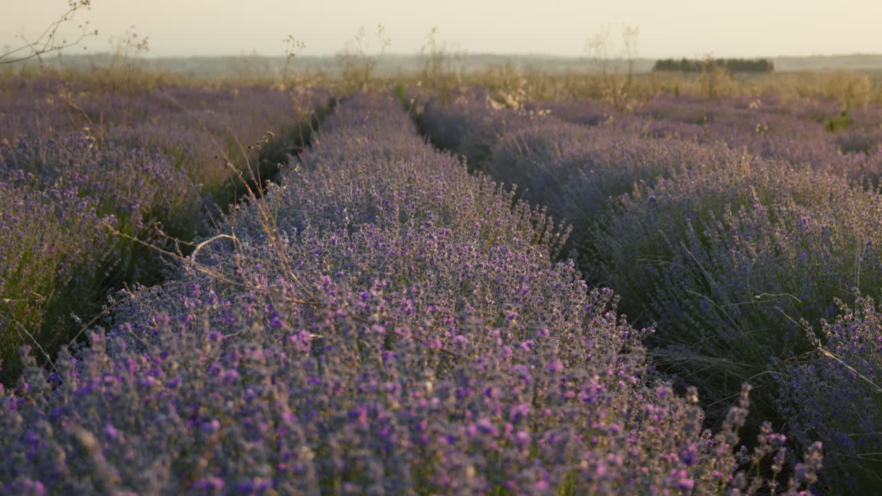 Close view of blooming lavender field at golden hour, sun glowing in background, right pan, soft blur in distance