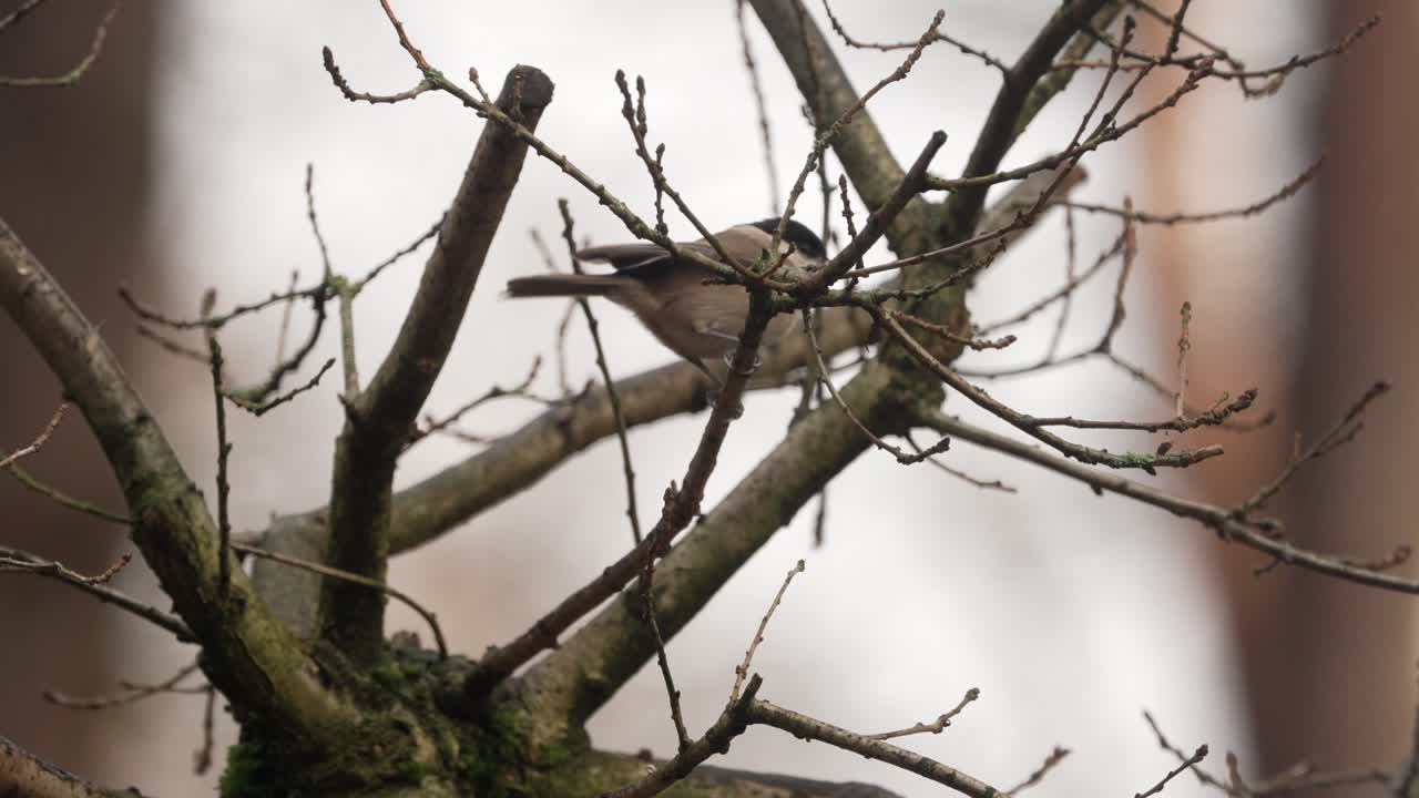 tite de carbón posado en ramas desnudas en el bosque de invierno