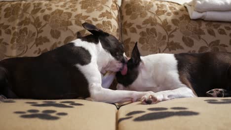 dog licks another dogs face, two dogs on sofa