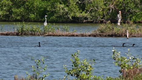 going to the right as they hunt for fish as a small colony as other birds are watching the feeding frenzy, little cormorant microcarbo niger, thailand