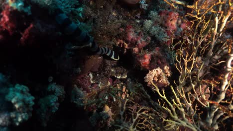 sea snake creeping on the coral reef