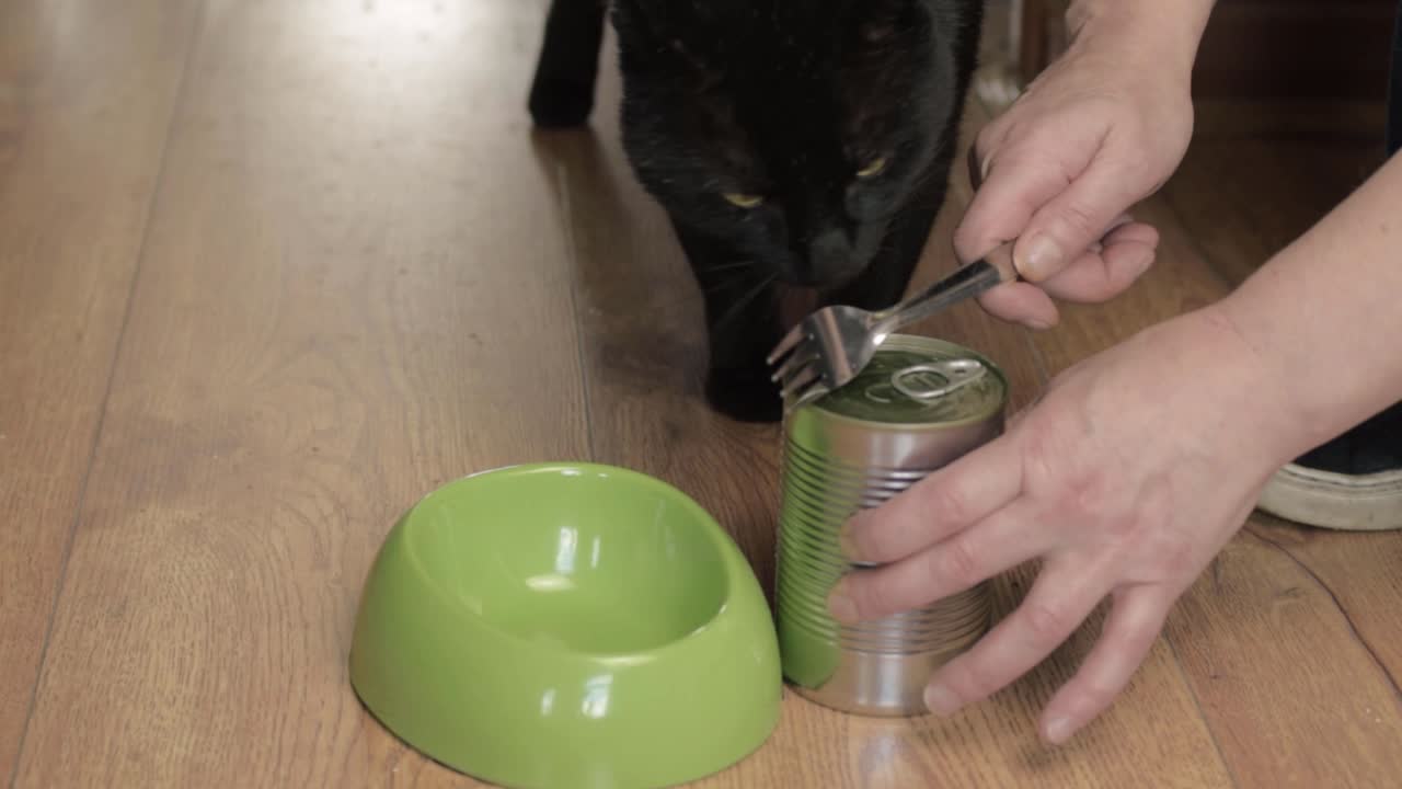Pet owner serving tinned cat food to black cat medium shot