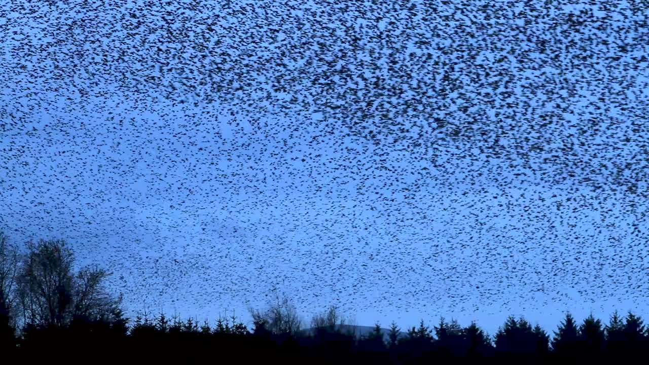 유럽 찌르레기 수천 마리가 둥지를 틀기 전에 컴브리아의 추운 겨울 저녁 하늘을 배경으로 웅얼거린다.