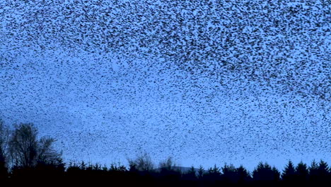 thousands of european starlings murmuration against the cold winter's evening sky in cumbria before going to roost