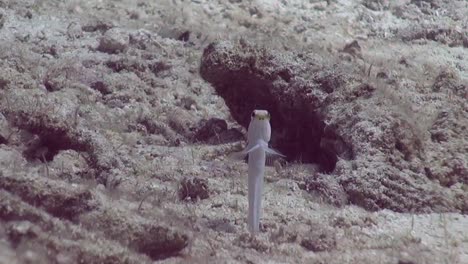 jawfish exploring surroundings