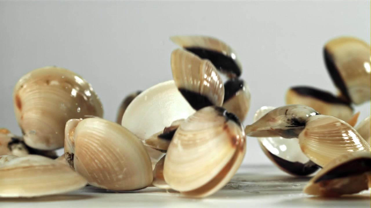Fresh Clams Falling and Splashing Water on a White Surface in Slow Motion