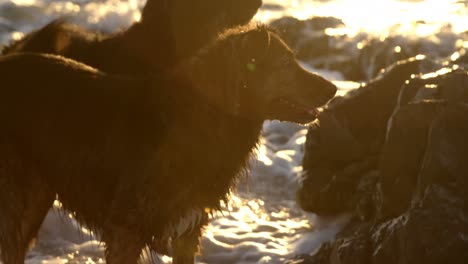 dogs playing in the beach 4k