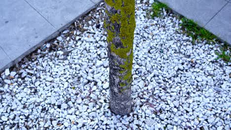 thin tree trunk covered with green moss grows on sidewalk