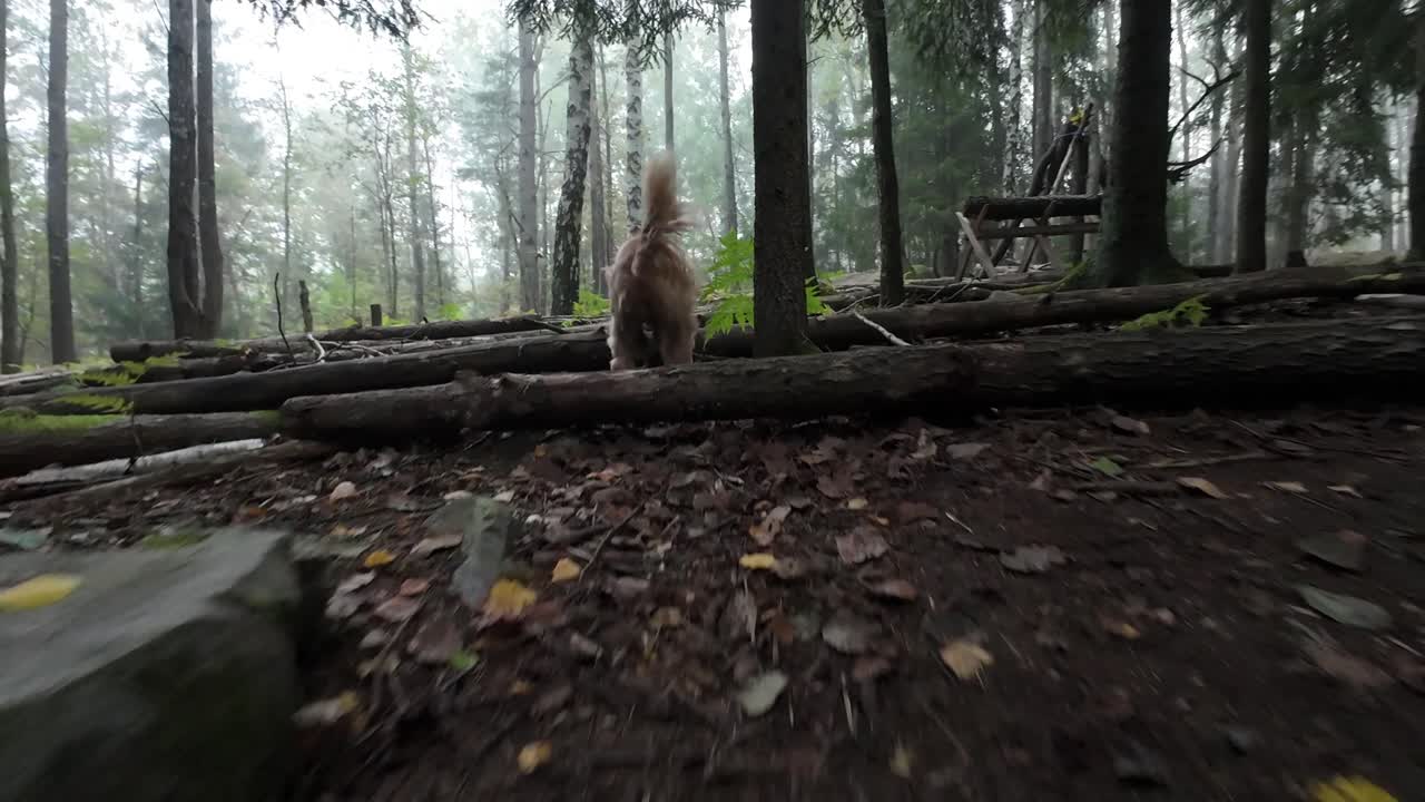 Slowmotion following a dog running in a forrest