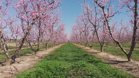 Drone-fly-through-symmetrical-pink-blossom-peach-tree-agricultural-farm-Pink-and-purple-trees-in-bloom-on-spring-day