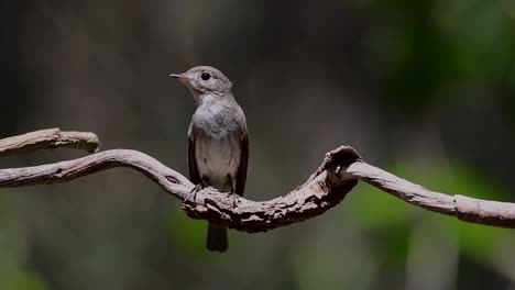 The-Asian-Brown-Flycatcher-is-a-small-passerine-bird-breeding-in-Japan,-Himalayas,-and-Siberia