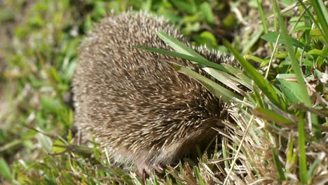 hedgehog hiding head in grass and bristling spines, closeup