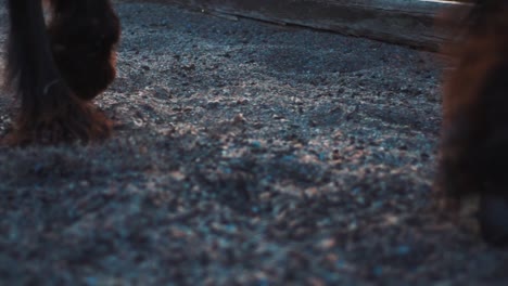 Slow-Motion-of-Horses-Feet-Running-in-the-Sand