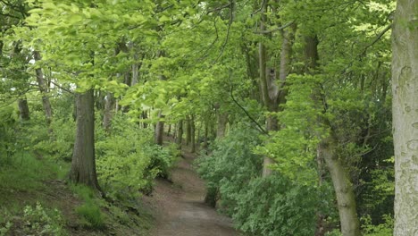 Wind-Weht-Durch-Bäume-Auf-Einem-Abgelegenen-Waldweg