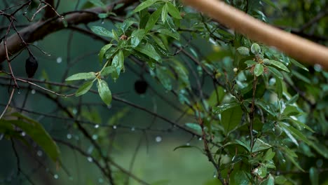 Rack-focus-shot-of-rain-falling-on-green-leaves-of-a-tree