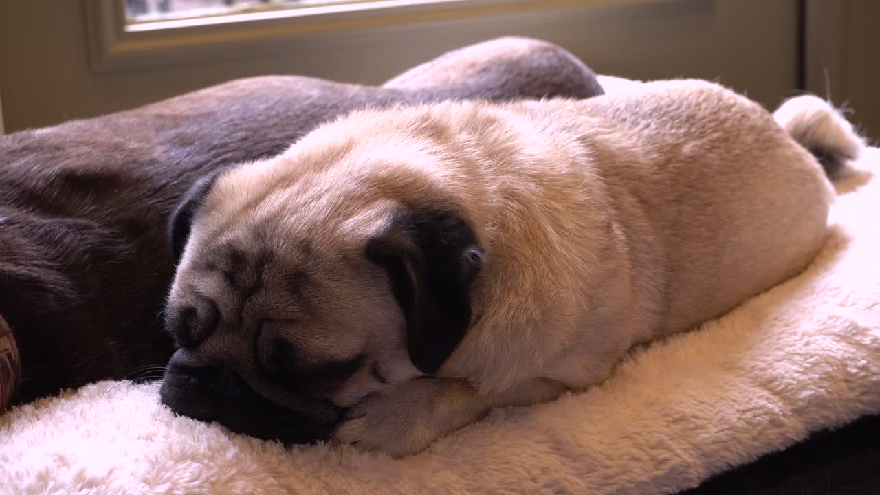 편안한 개 침대에서 휴식을 취하는 퍼그 행크