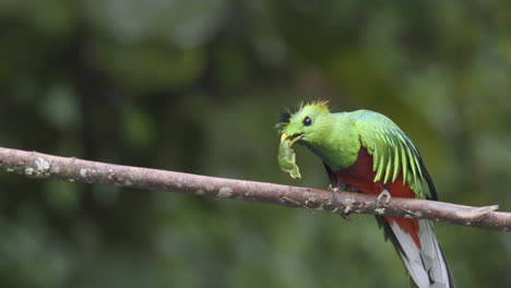 resplandeciente macho de quetzal posado en una rama, comiendo un aguacate silvestre