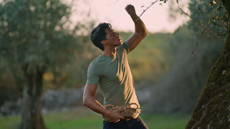 Serious-man-working-harvest-at-sunny-plantation-closeup.-Gardener-picking-olive