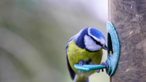 4k slow motion shot of birds landing on a bird feeder and eating seeds from up close