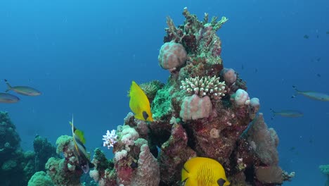 Yellow-butterflyfish-in-front-of-coral-rock-with-blue-ocean-in-the-background