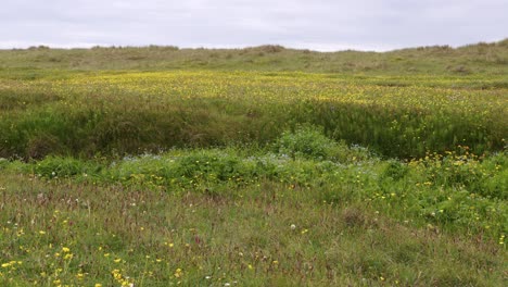 tiro de la pradera de machair y las flores silvestres, incluida la flor del mono, la economía del mar, las margaritas y los buttercups