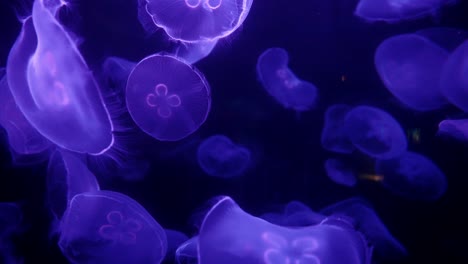 jellyfish on a purple background swimming with other jellyfish of the same species in an aquarium