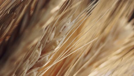 selective focus of golden wheat stalks, illuminated by the sun, closeup